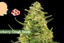 Strawberry-Cough-Seeds