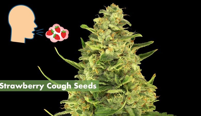 Strawberry-Cough-Seeds