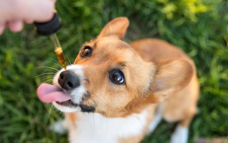 CBD dosage for dogs
