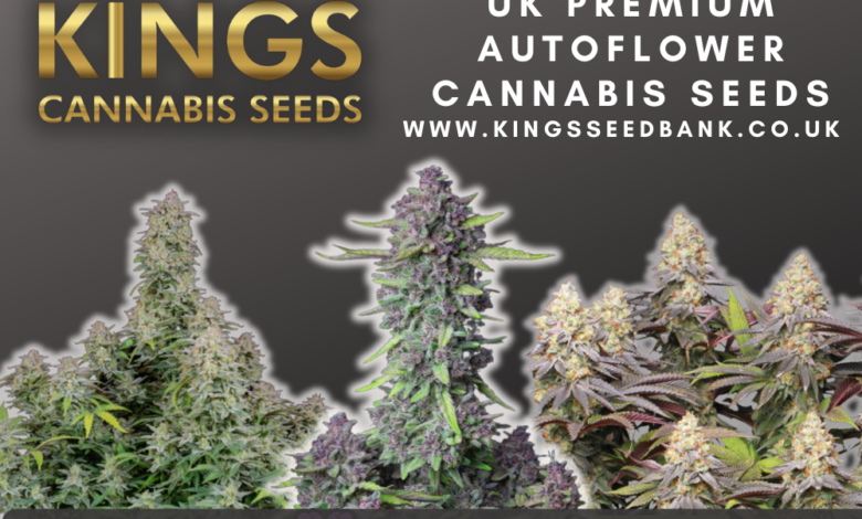 Buy autoflowering cannabis seeds UK